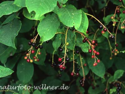 Traubenkirsche (Prunus padus) 15 Foto W. Willner