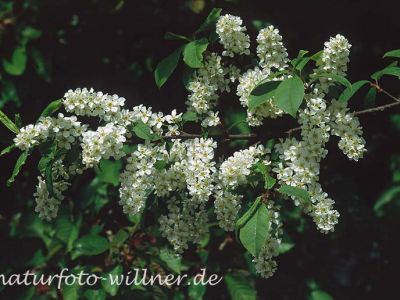 Traubenkirsche (Prunus padus) Foto W. Willner-10