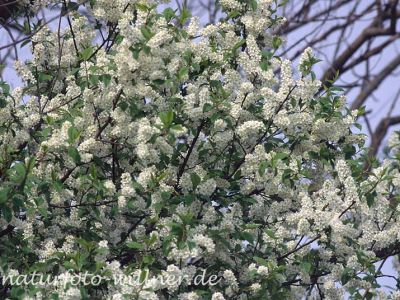 Traubenkirsche (Prunus padus) Foto W. Willner-13