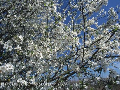 Traubenkirsche (Prunus padus) Foto W. Willner-2