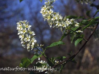 Traubenkirsche (Prunus padus) Foto W. Willner-3