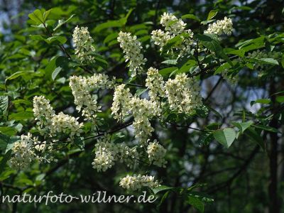 Traubenkirsche (Prunus padus) Foto W. Willner-4