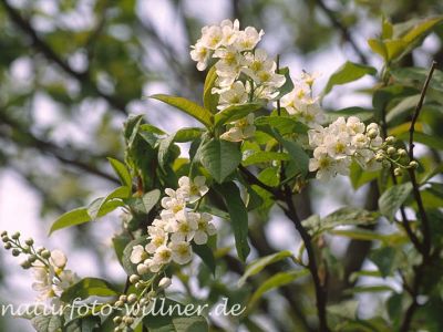Traubenkirsche (Prunus padus) Foto W. Willner-7