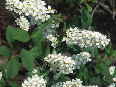 Traubenkirsche (Prunus padus) Foto W. Willner-8