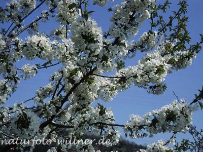 Traubenkirsche (Prunus padus) Foto W. Willner