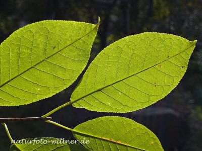 Traubenkirsche Prunus padus Foto Wolfgang Willner Naturfoto-2