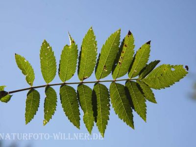 Traubenkirsche Sorbus aucuparia Foto Wolfgang Willner Naturfoto-2
