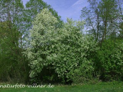 Traubenkirschenblüte (Prunus padus)
