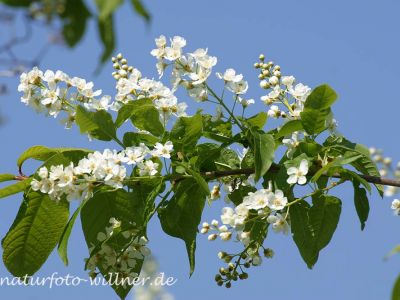 Traubenkirschenblüte 7 Foto W. Willner