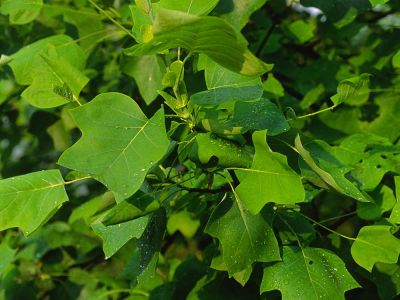 Tulpenbaum (Liriodendron tulipifera) Foto W. Willner-10