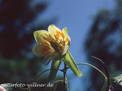 Tulpenbaum (Liriodendron tulipifera) Foto W. Willner-3