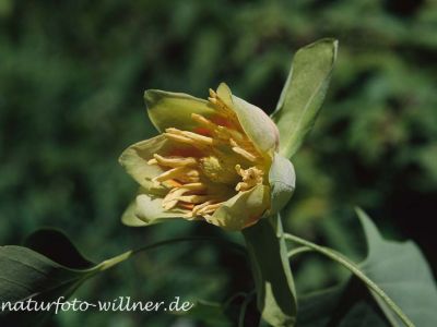 Tulpenbaum (Liriodendron tulipifera) Foto W. Willner-5