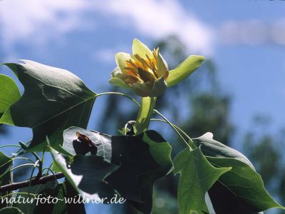 Tulpenbaum (Liriodendron tulipifera) Foto W. Willner-6