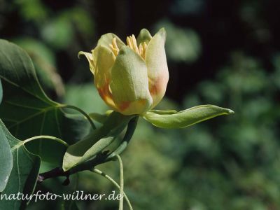 Tulpenbaum (Liriodendron tulipifera) Foto W. Willner-7