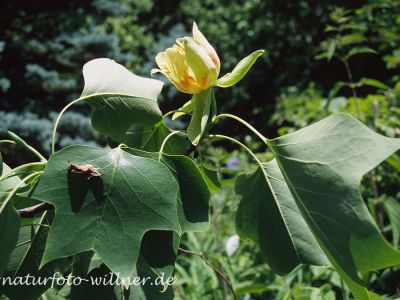 Tulpenbaum (Liriodendron tulipifera) Foto W. Willner-8