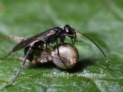 Tönnchenwegwespe 1 Foto W. Willner