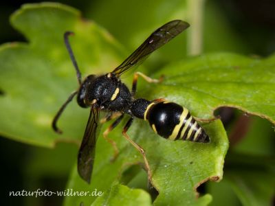 Töpferwespe Pillenwespen (Eumenes pomiformis) Altmühltal bei Riedenburg 28.5.2013 Foto W. Willner--10