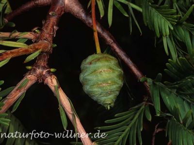 Urweltmammmutbaum (Metasequoia glyptostroboides) Foto W. Willner-10