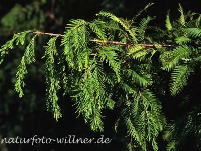 Urweltmammmutbaum (Metasequoia glyptostroboides) Foto W. Willner-12