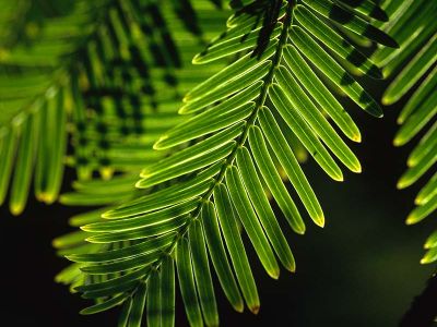 Urweltmammmutbaum (Metasequoia glyptostroboides) Foto W. Willner-15