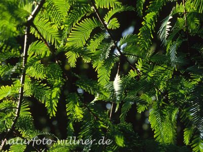 Urweltmammmutbaum (Metasequoia glyptostroboides) Foto W. Willner-2