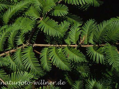 Urweltmammmutbaum (Metasequoia glyptostroboides) Foto W. Willner-4