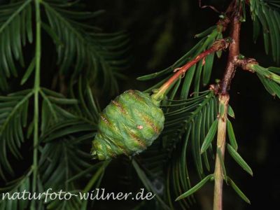 Urweltmammmutbaum (Metasequoia glyptostroboides) Foto W. Willner-9