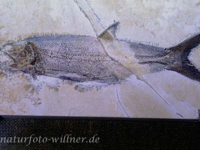 Versteinerung Sollnhofen 22 Foto W. Willner