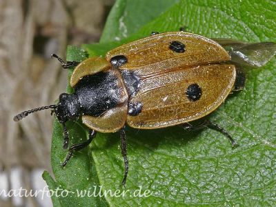 Vierpunkt-Raupenjäger (Xylodrepa quadripunctata)