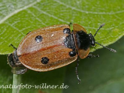 Vierpunkt-Raupenjäger (Xylodrepa quadripunctata)