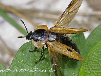 Vierpunkt-Raupenjäger (Xylodrepa quadripunctata)