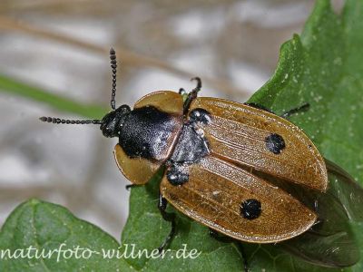 Vierpunkt-Raupenjäger (Xylodrepa quadripunctata)