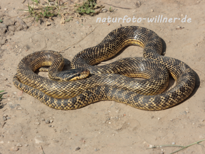 Vierstreifennatter 12 Naturfotoarchiv Willner