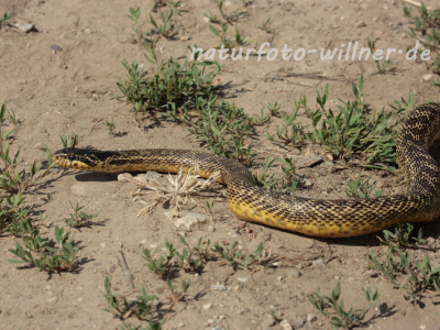 Vierstreifennatter 2 Naturfotoarchiv Willner