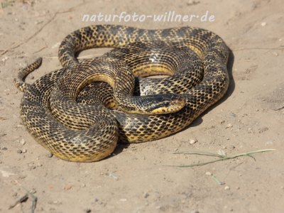 Vierstreifennatter 7 Naturfotoarchiv Willner