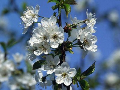 Vogel-Kirsche (Prunus aviumi) Foto W. Willner-15