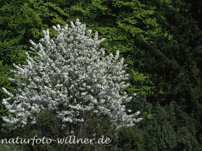 Vogel-Kirsche (Prunus aviumi) Foto W. Willner-17