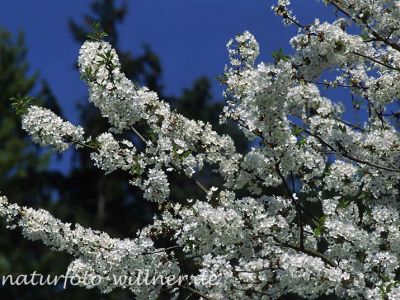 Vogel-Kirsche (Prunus aviumi) Foto W. Willner-3