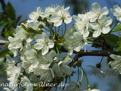 Vogel-Kirsche (Prunus aviumi) Foto W. Willner-8