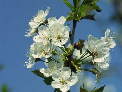 Vogel-Kirsche (Prunus aviumi) Foto W. Willner-9 - Copy