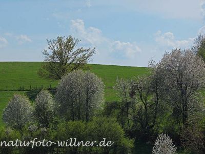 Vogelkirschen blühend 10 Foto W. Willner