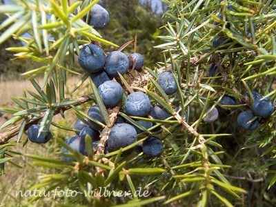 Wacholderbeeren 1 Foto W. Willner