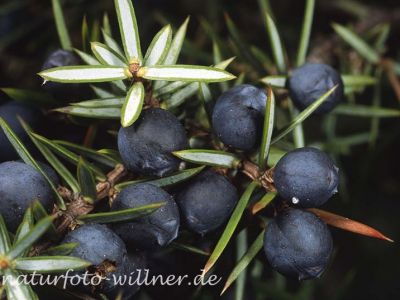 Wacholderbeeren 10 Foto W. Willner