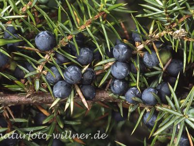 Wacholderbeeren 13 Foto W. Willner