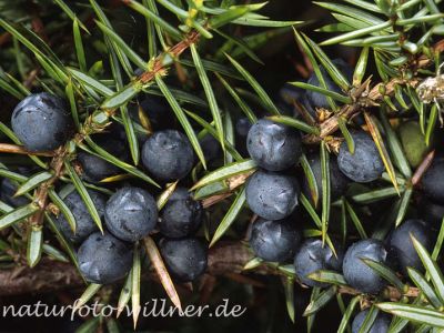 Wacholderbeeren 15 Foto W. Willner