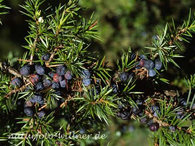 Wacholderbeeren 16 Foto W. Willner