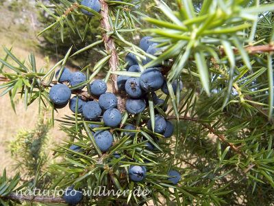Wacholderbeeren 6 Foto W. Willner