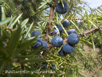 Wacholderbeeren 7 Foto W. Willner