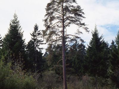 Wald-Kiefer (Pinus sylvestris) Foto W. Willner-9