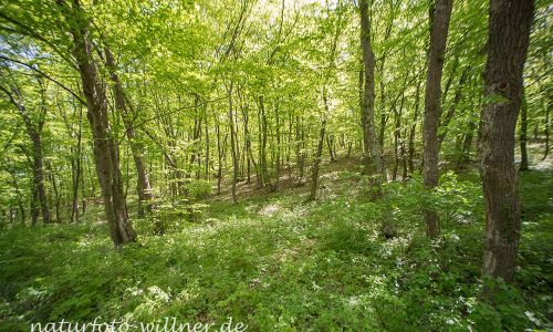 Wald von Babadag Dobrogea Rumänien Foto W. Willner DSC_0550